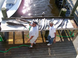Southport nc king mackerel fishing
